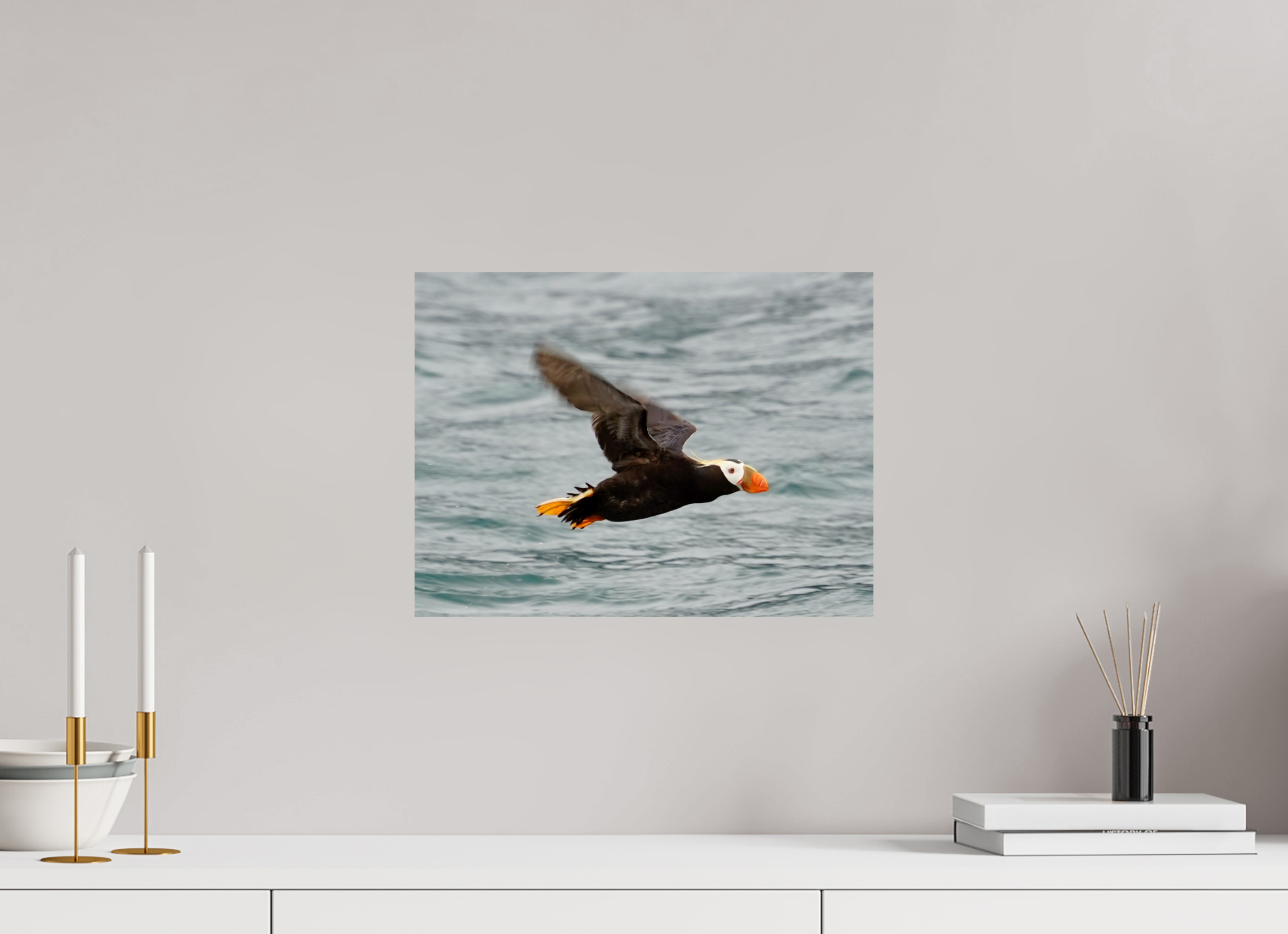 Tufted Puffin in flight