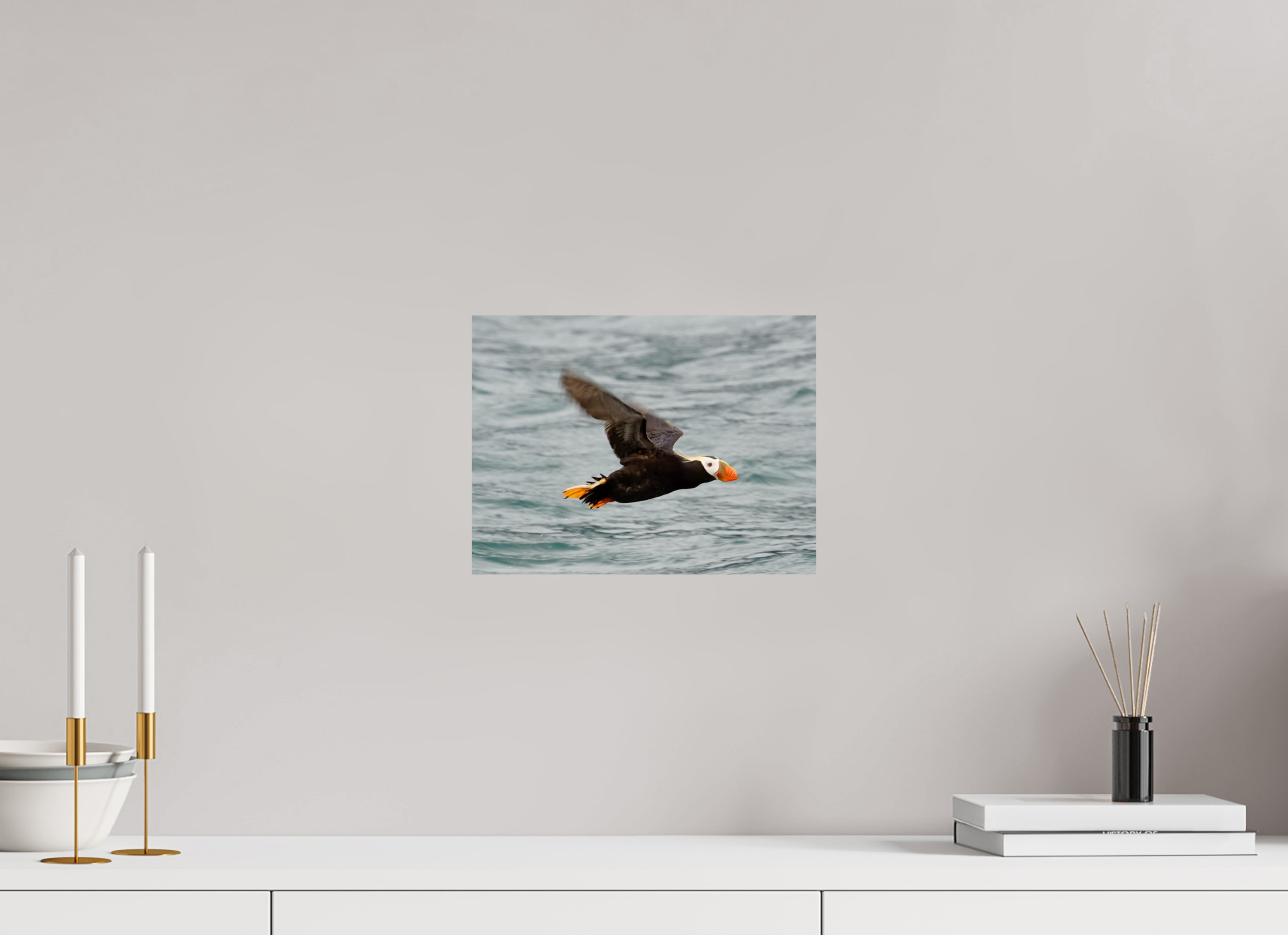 Tufted Puffin in flight