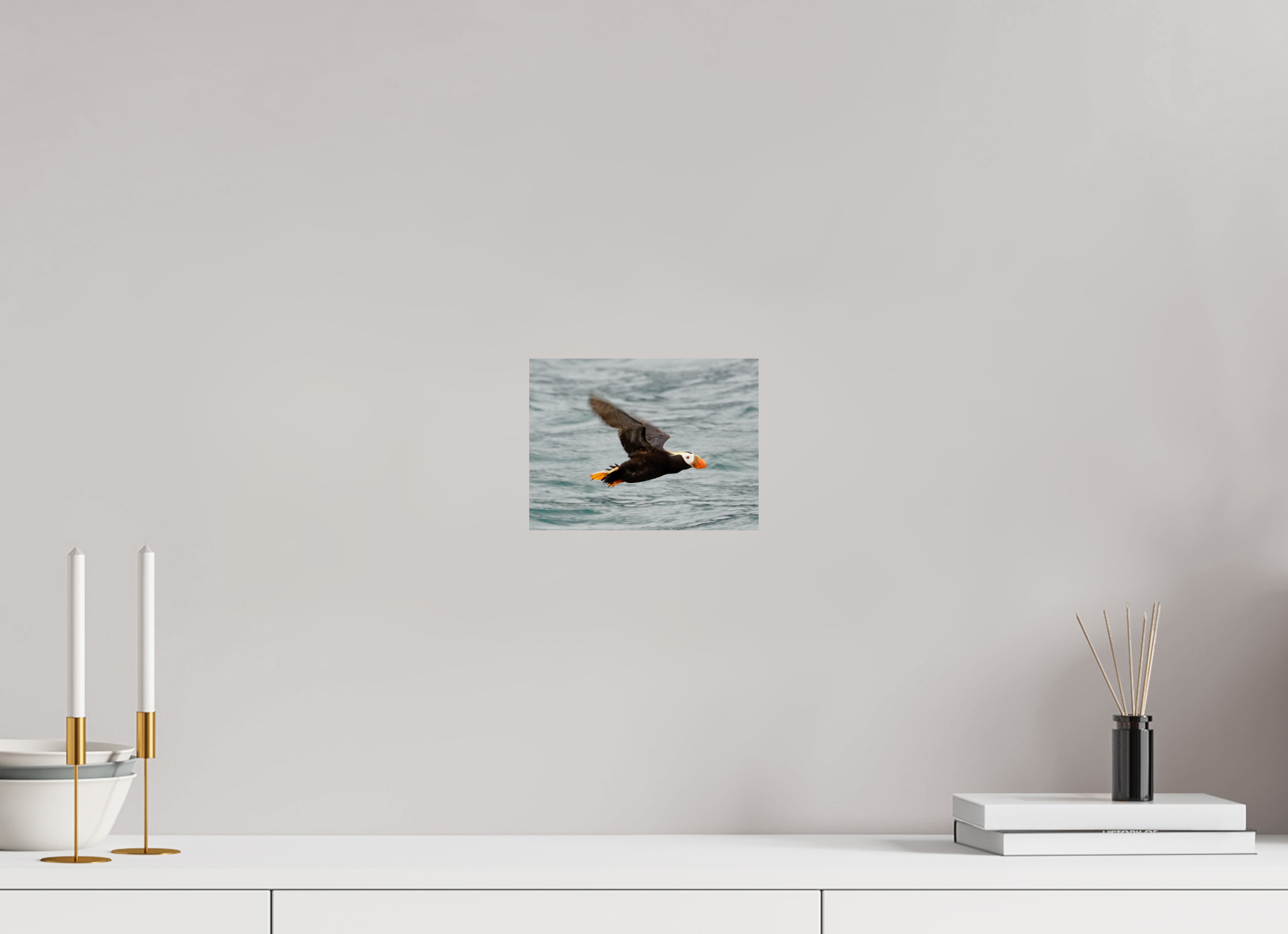 Tufted Puffin in flight