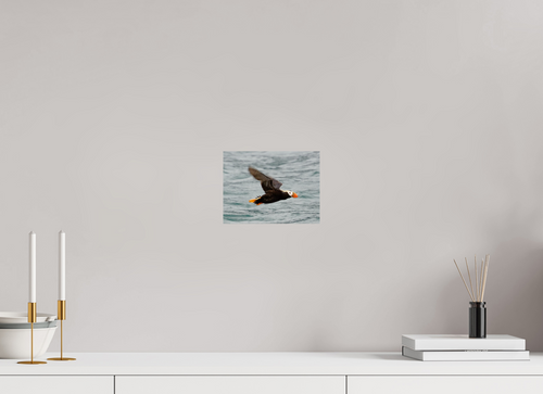 Tufted Puffin in flight