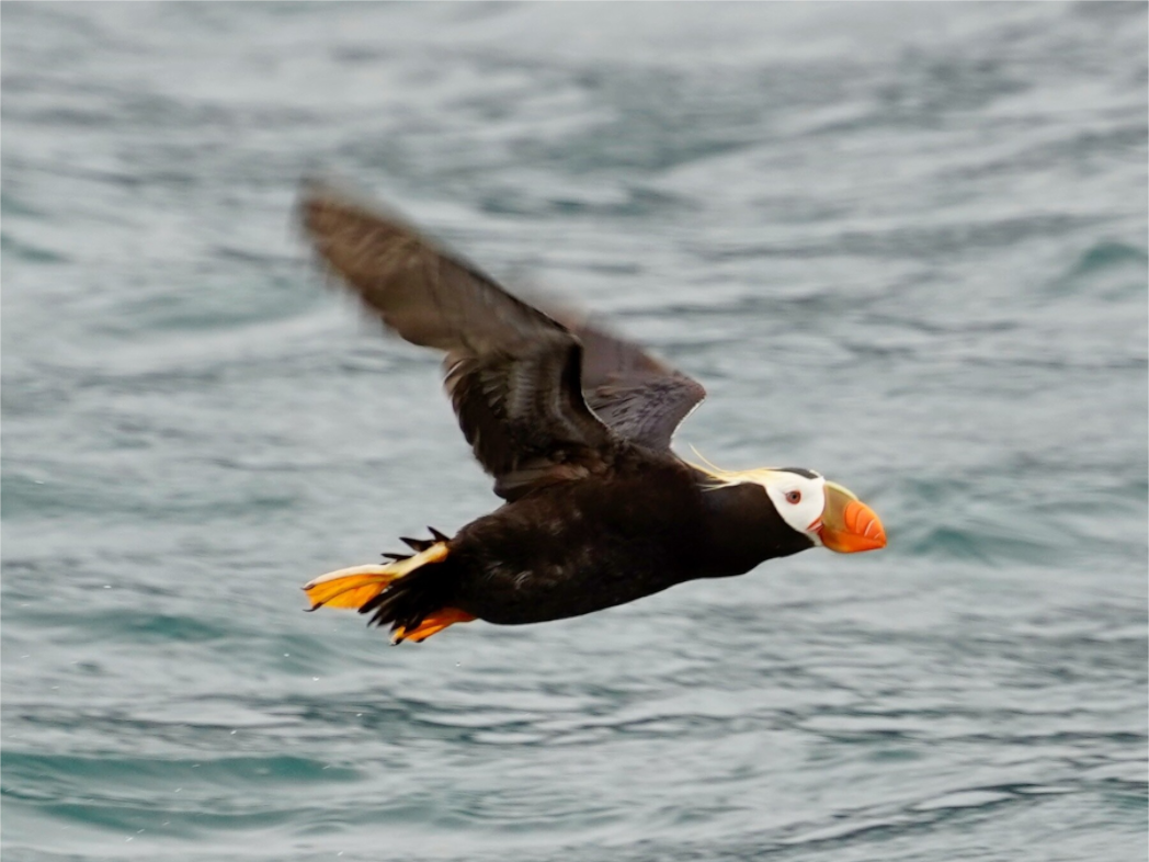 Tufted Puffin in flight