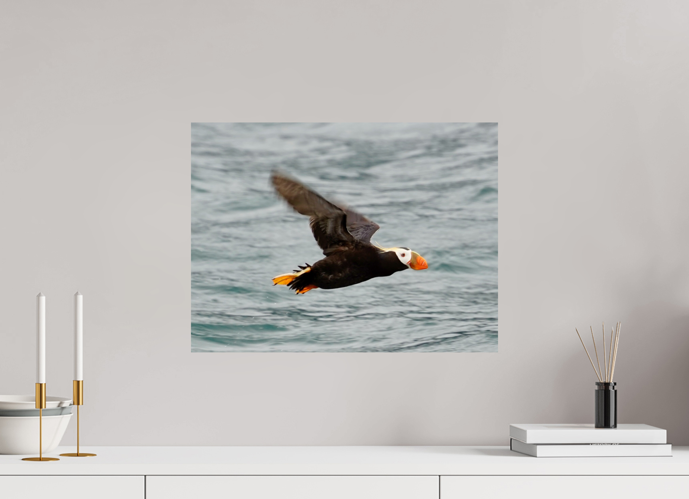 Tufted Puffin in flight